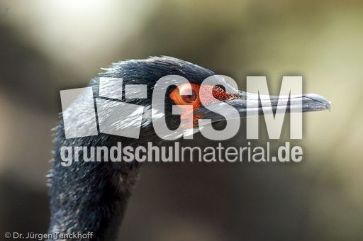 Rotfußkormoran (10 von 17).jpg